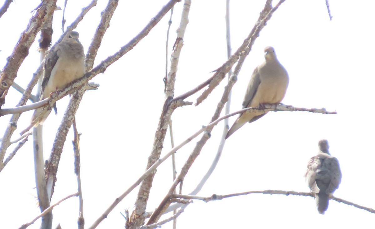 Mourning Dove - ML642341775