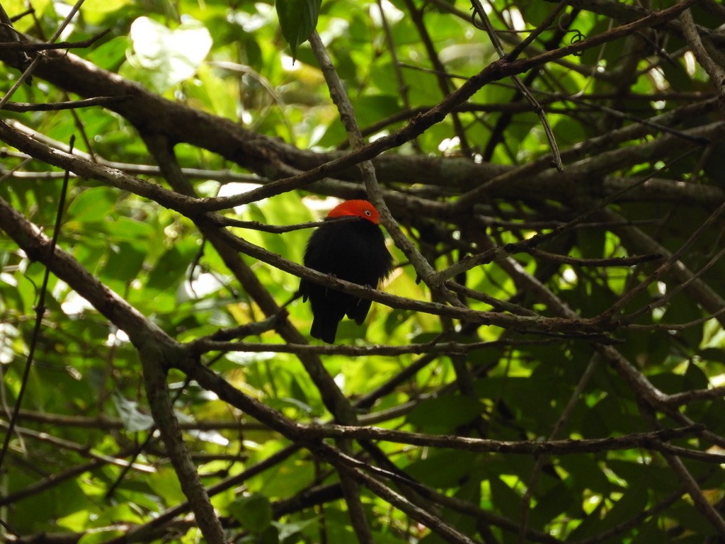 Red-capped Manakin - ML642341782