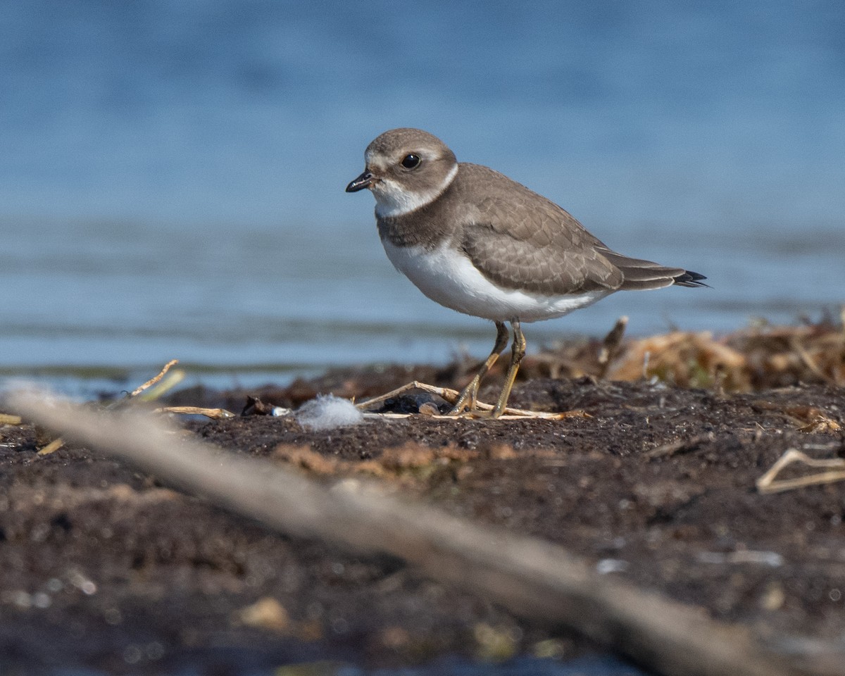 Semipalmated Plover - ML642341783