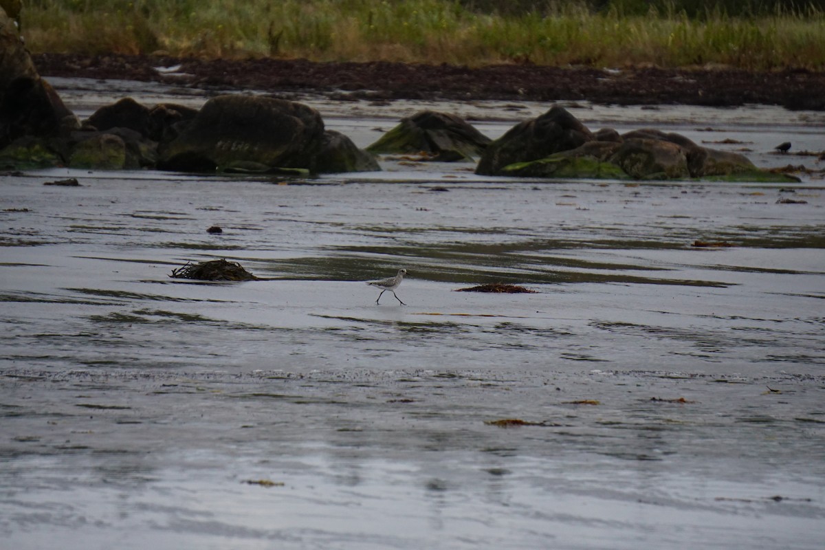 Black-bellied Plover - ML642341787