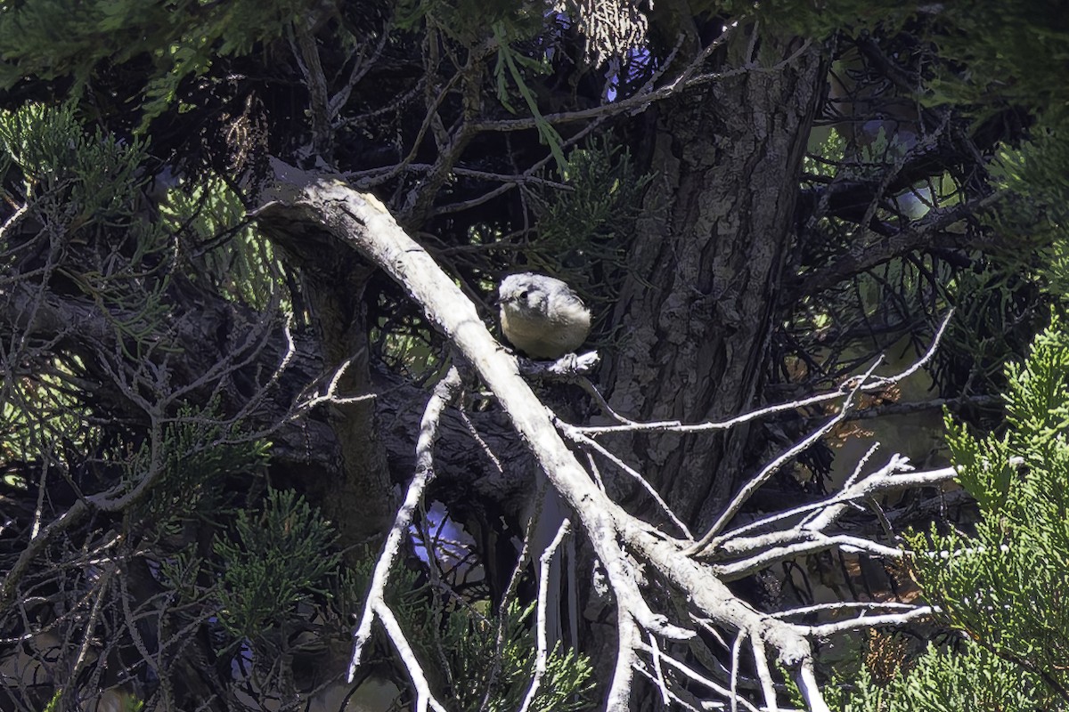 Lucy's Warbler - ML642341790