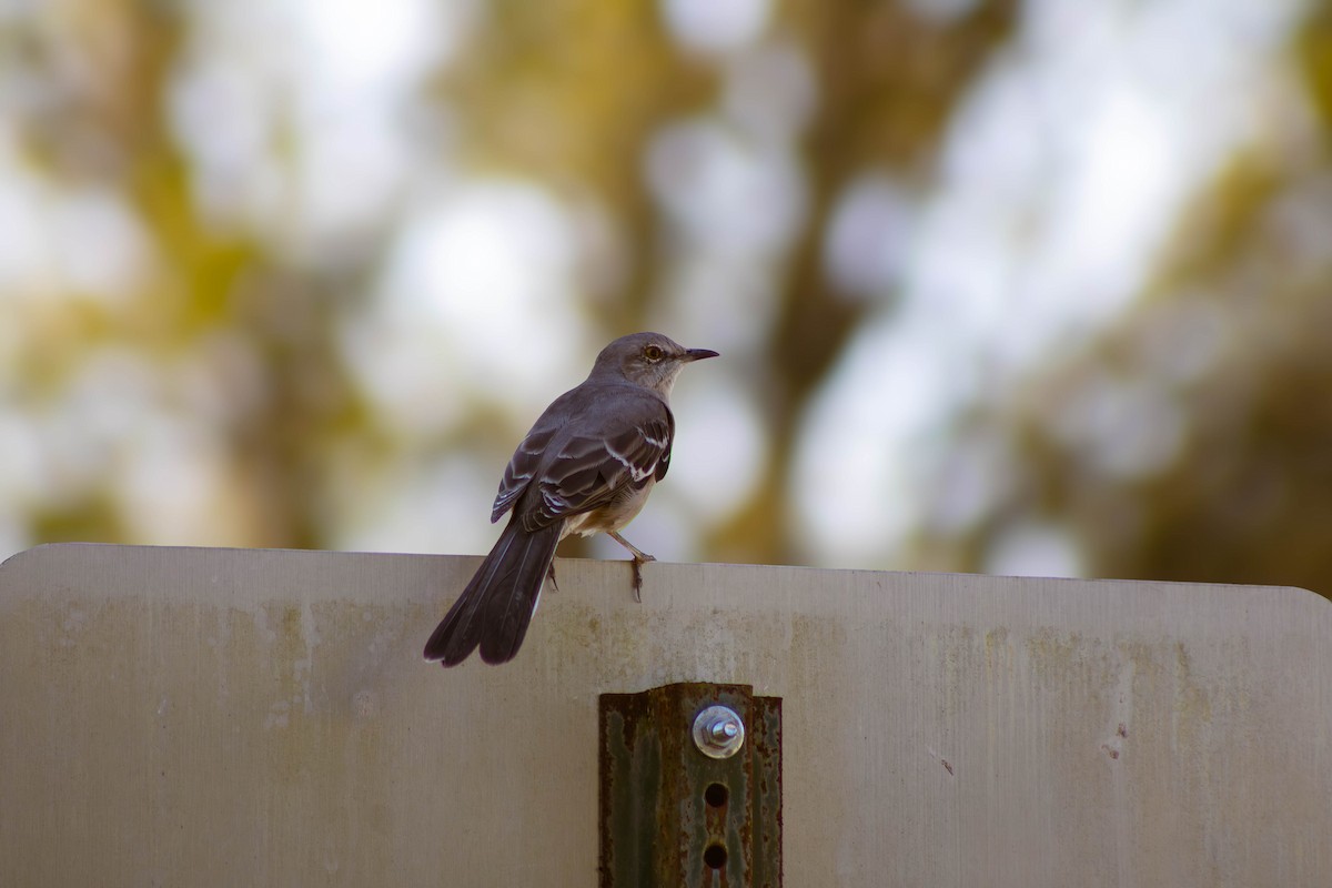 Northern Mockingbird - ML642341791