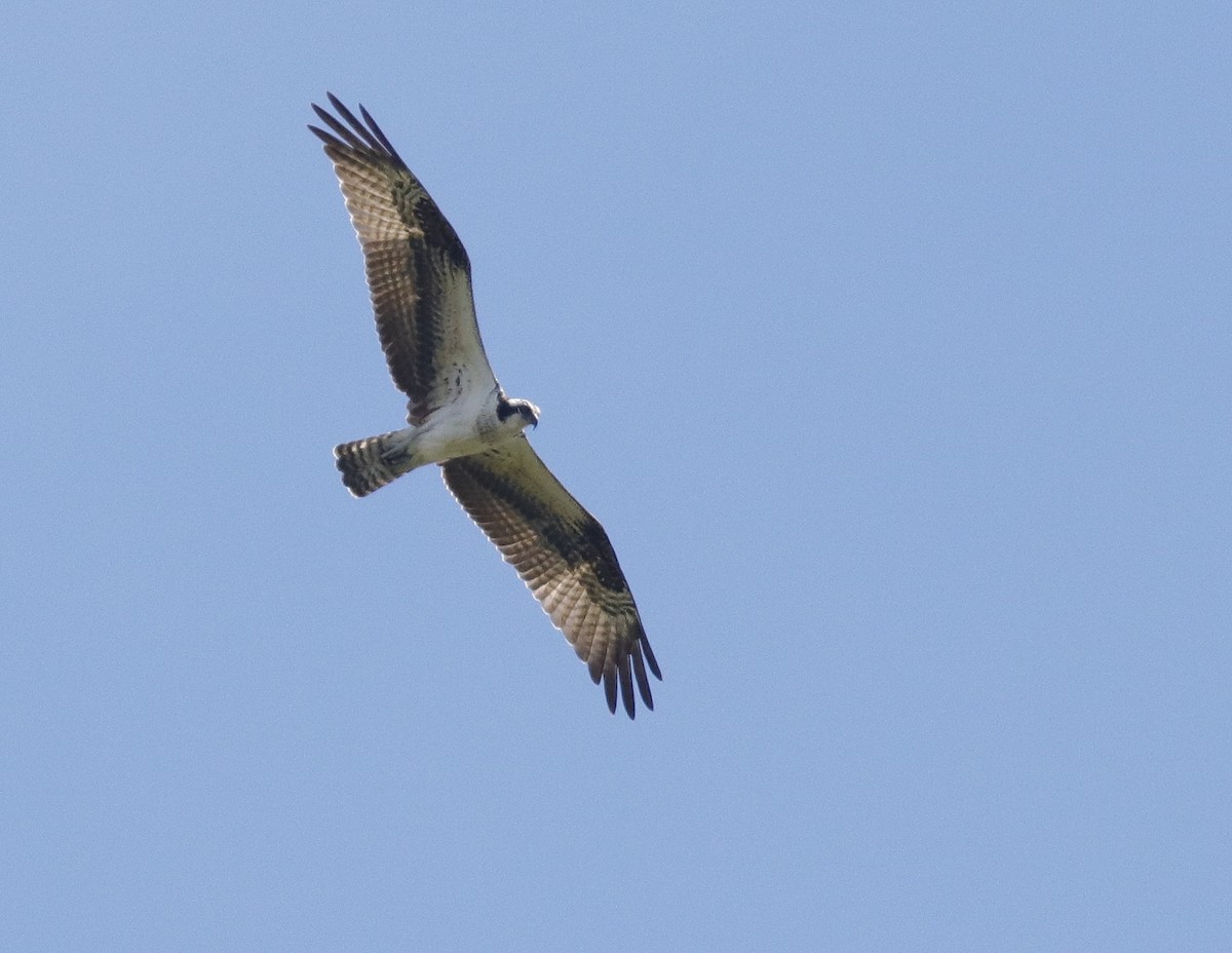 Osprey - ML642341833