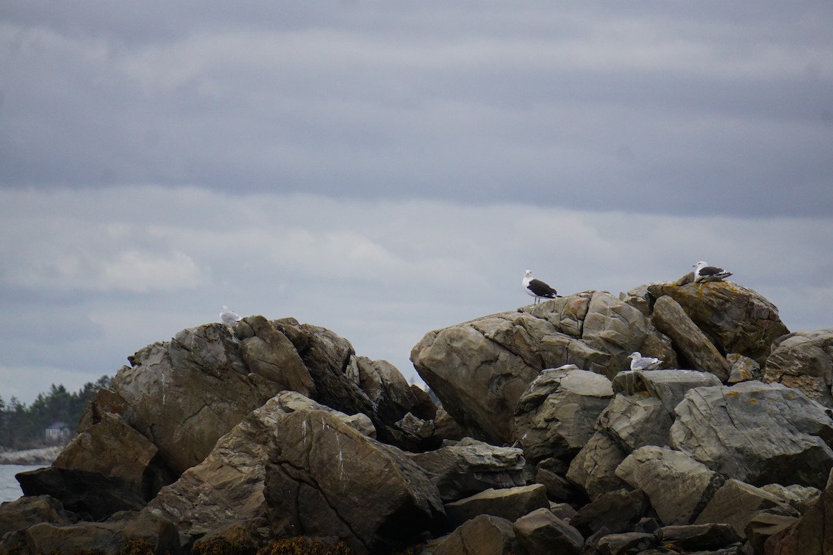 Great Black-backed Gull - ML642341834