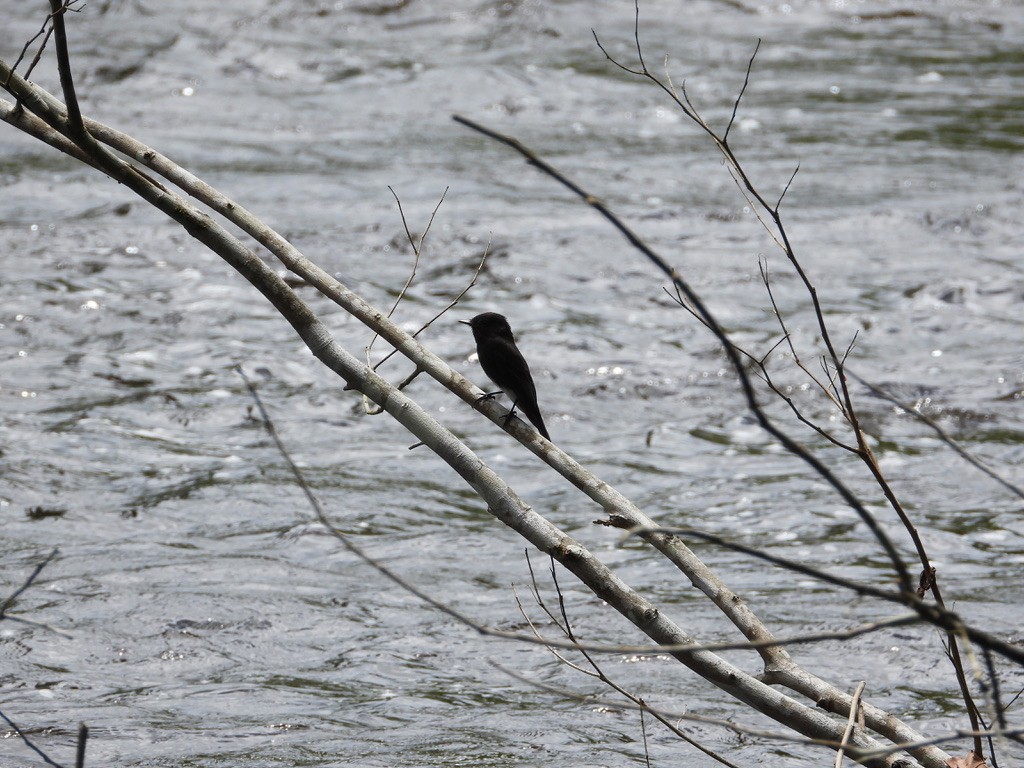 Black Phoebe - ML642341841