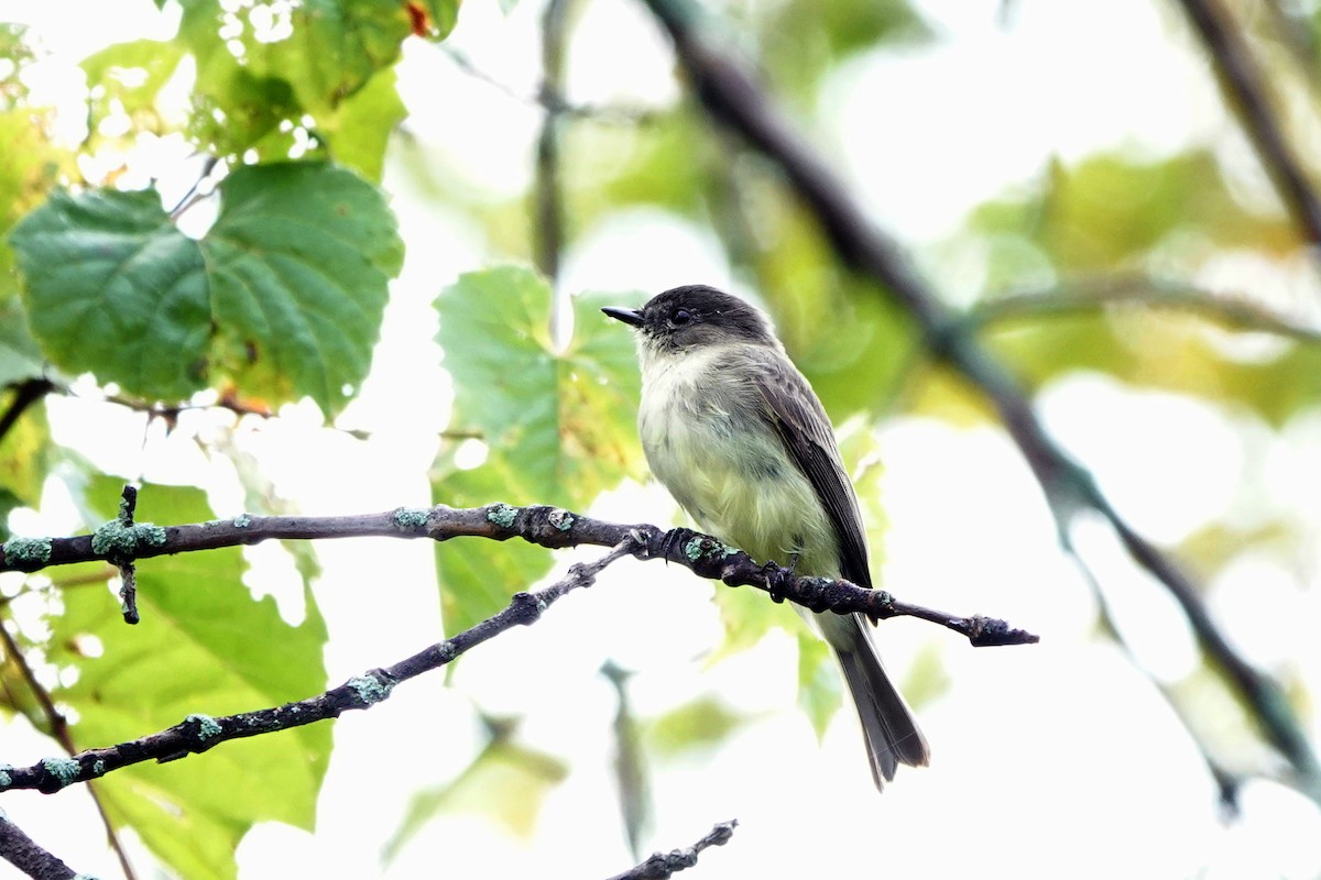 Eastern Phoebe - ML642341867