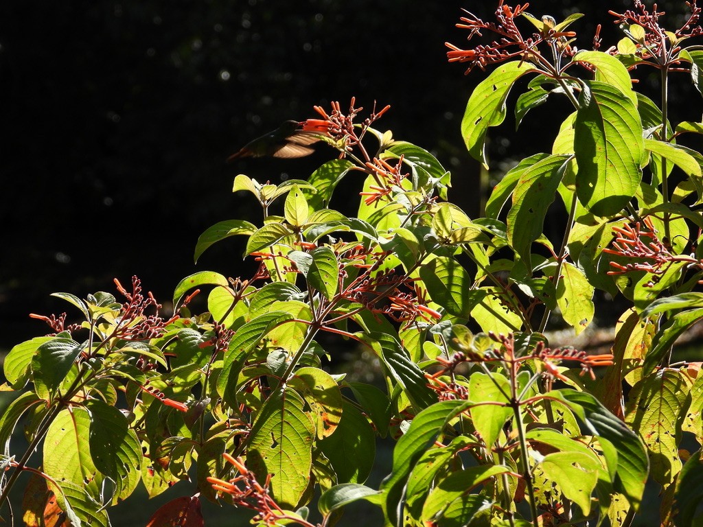 Rufous-tailed Hummingbird - ML642341889