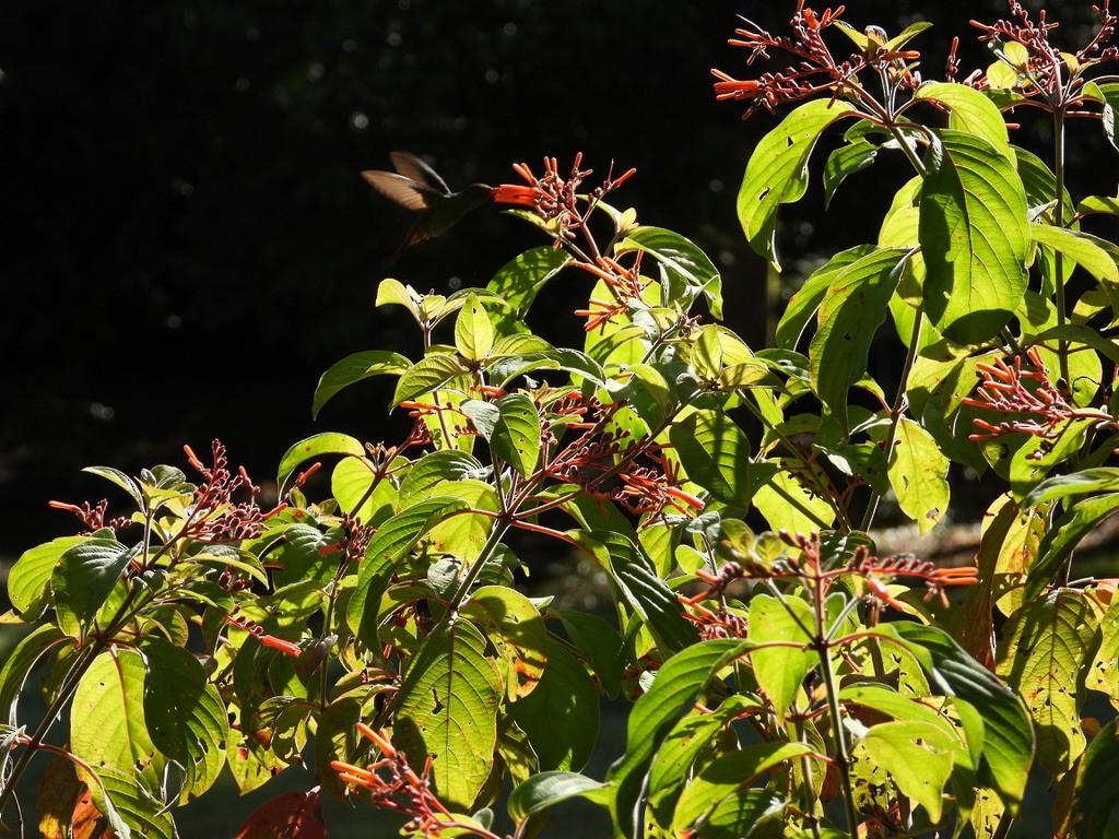 Rufous-tailed Hummingbird - ML642341890