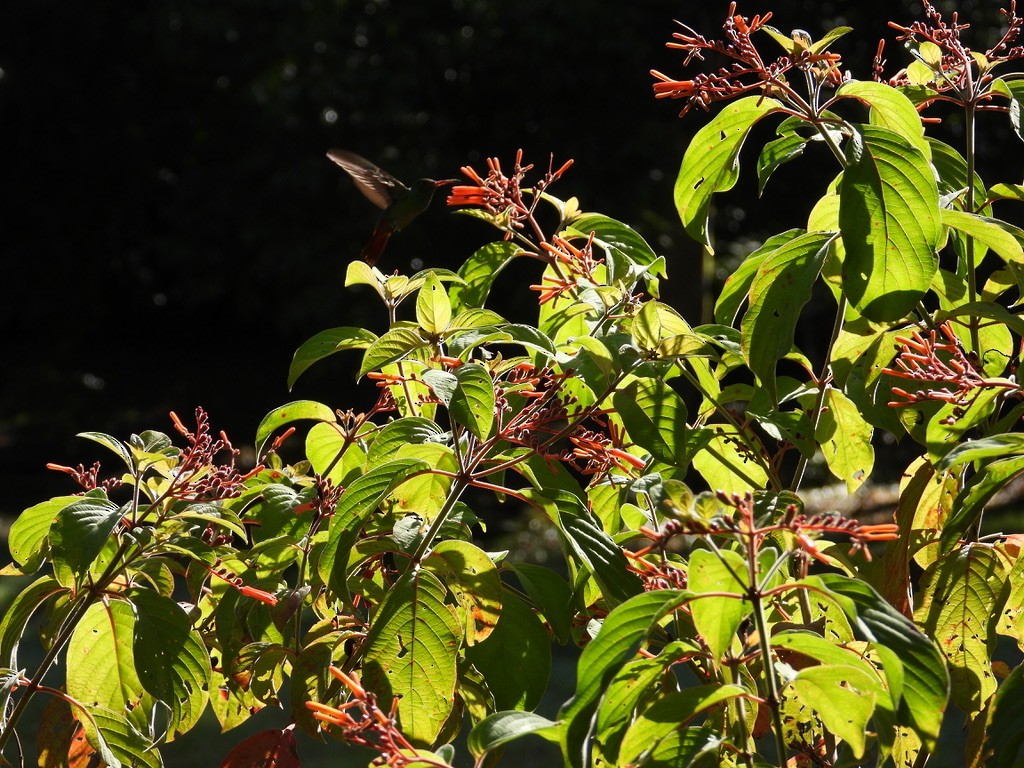 Rufous-tailed Hummingbird - ML642341891
