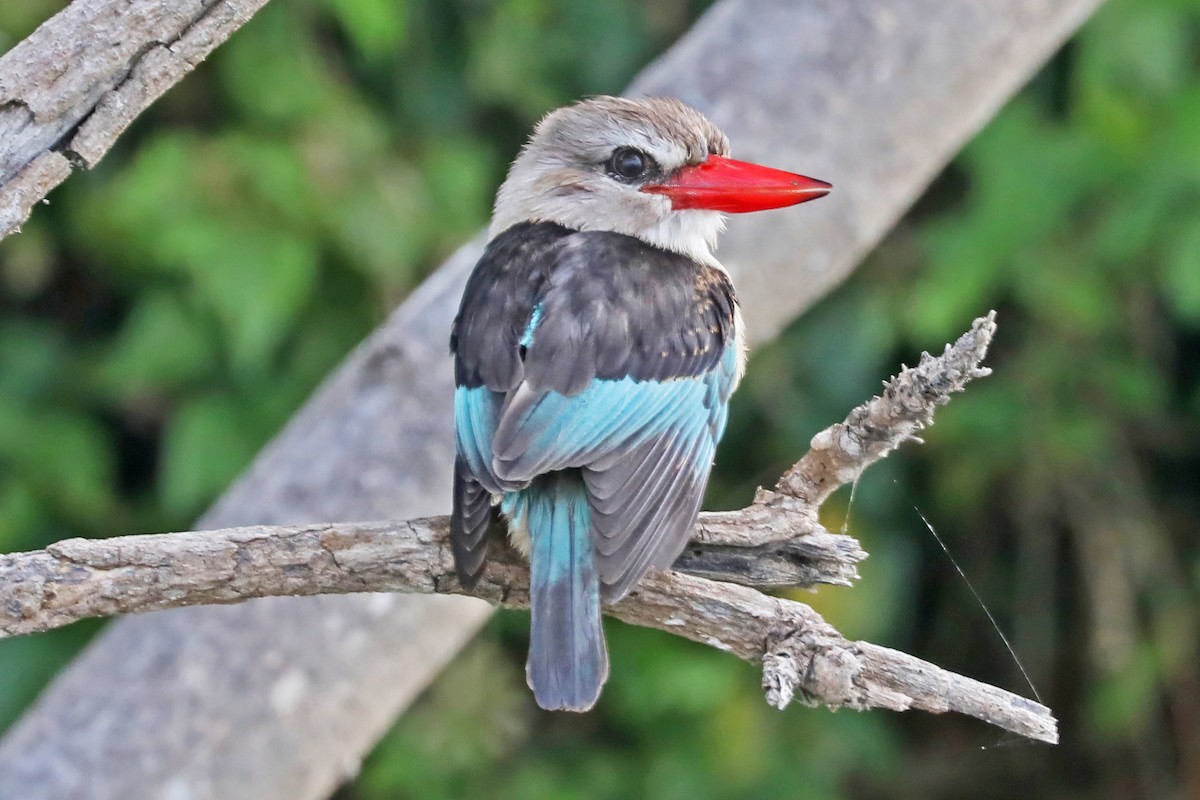 Brown-hooded Kingfisher - ML642341898