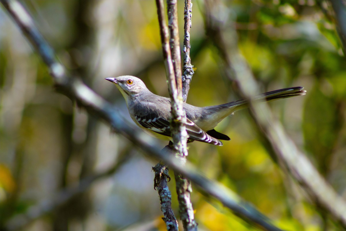 Northern Mockingbird - ML642341936