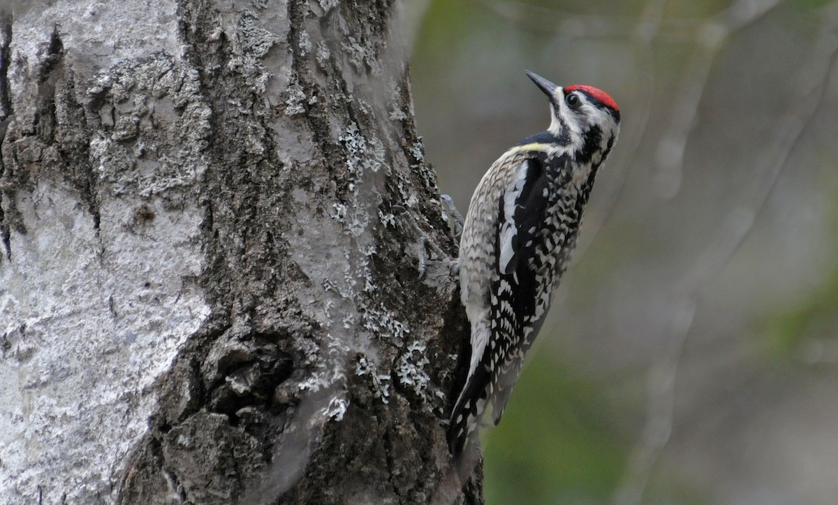 Yellow-bellied Sapsucker - ML642341947