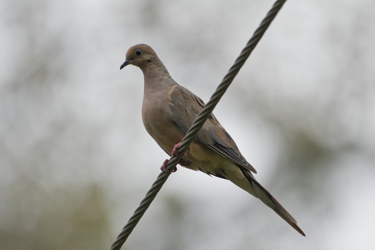 Mourning Dove - ML642341948