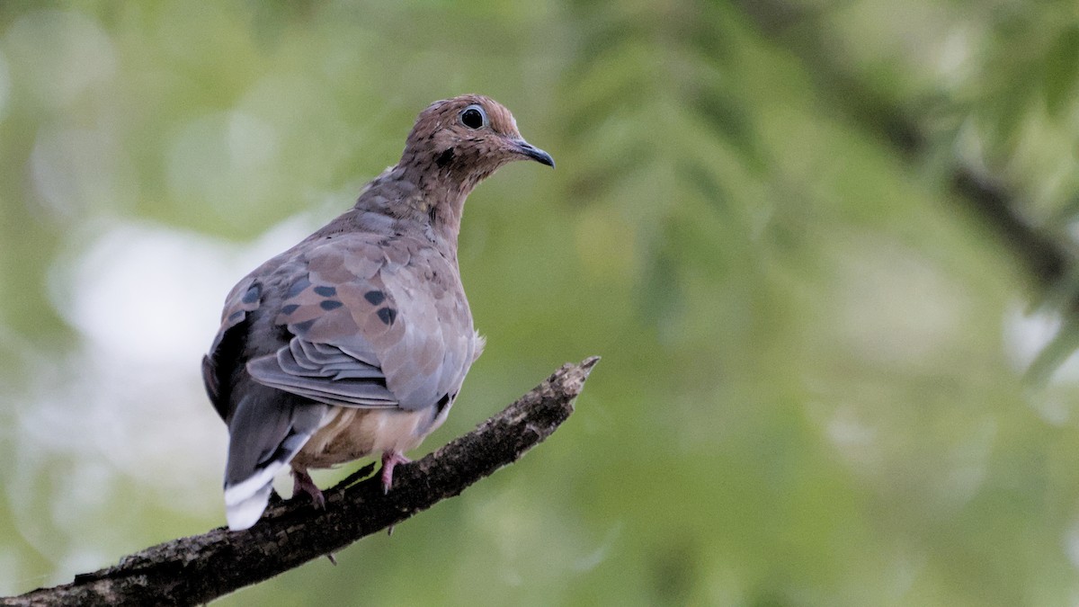 Mourning Dove - ML642341949