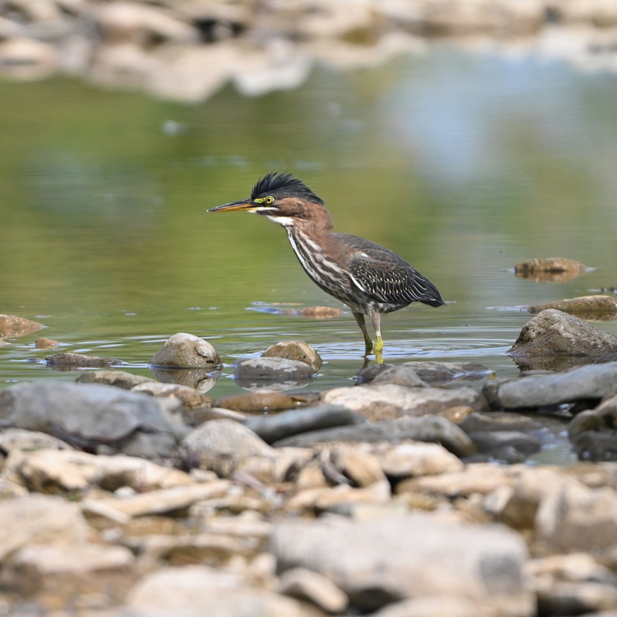 Green Heron - ML642341959