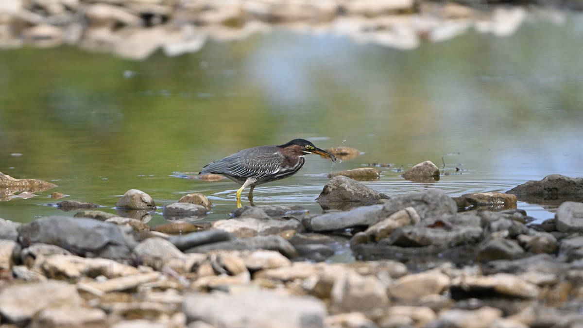 Green Heron - ML642341963