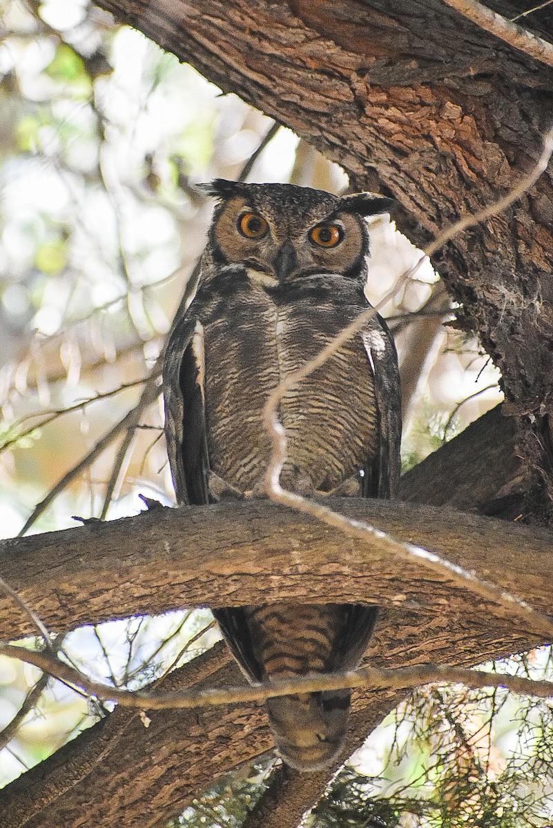 Lesser Horned Owl - ML642341966