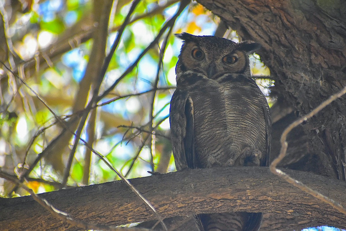 Lesser Horned Owl - ML642341967