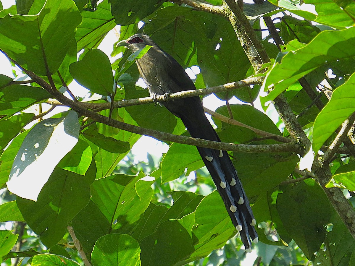 Green-billed Malkoha - ML642341988