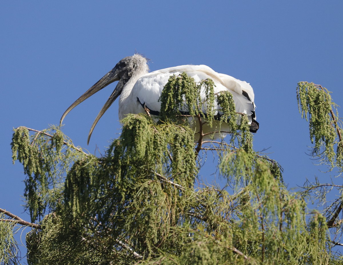 Wood Stork - ML642341990