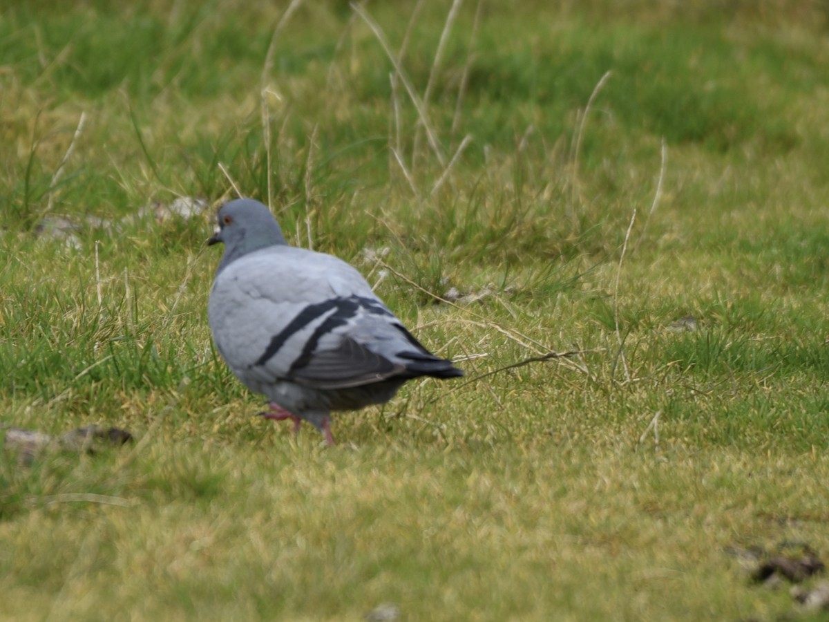 Rock Pigeon - ML642342009