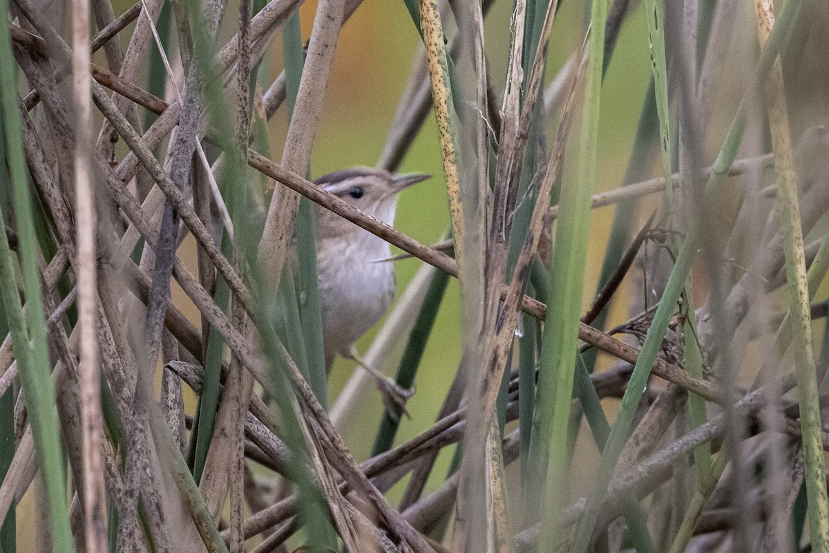 Marsh Wren - ML642342031