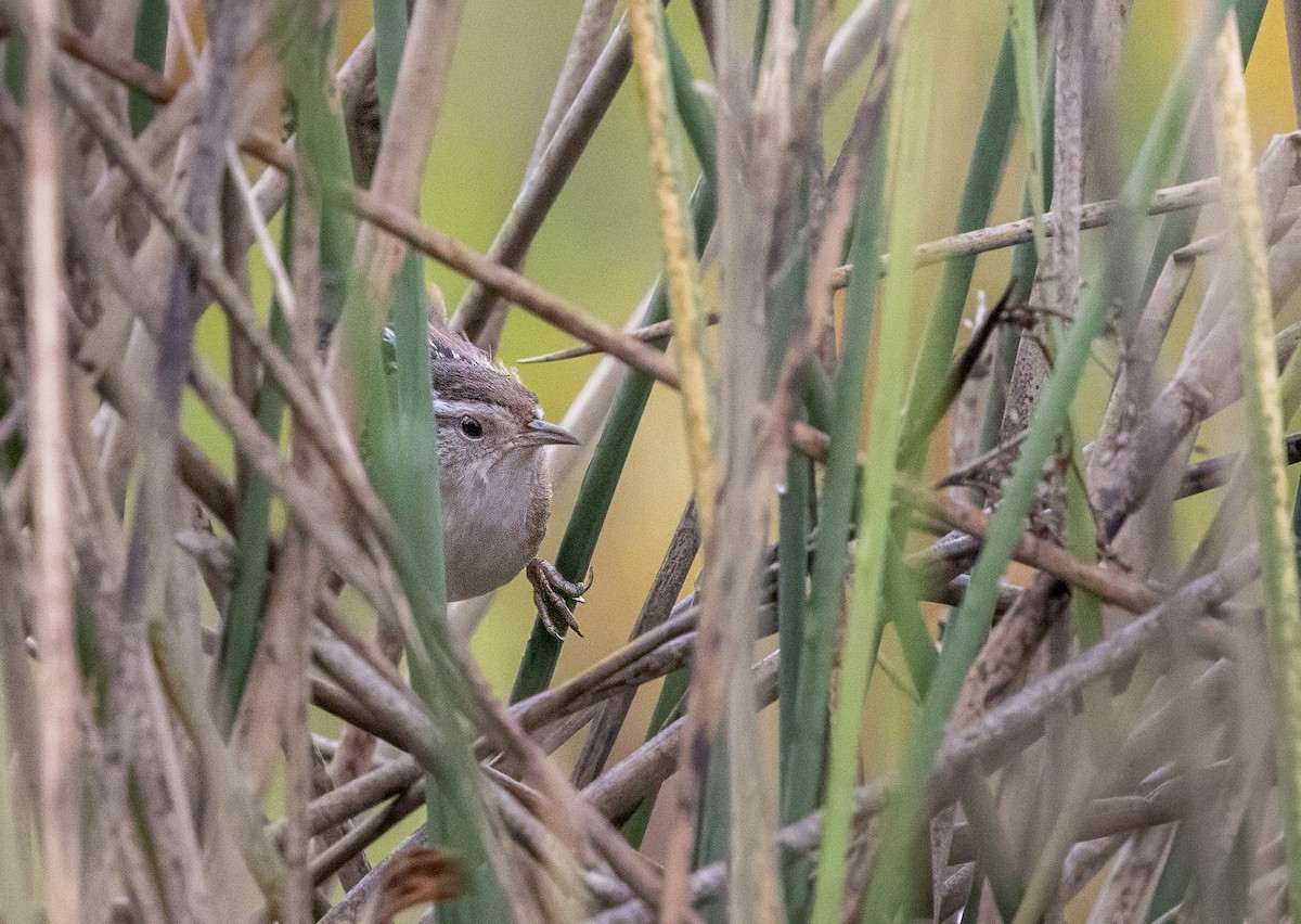 Marsh Wren - ML642342032
