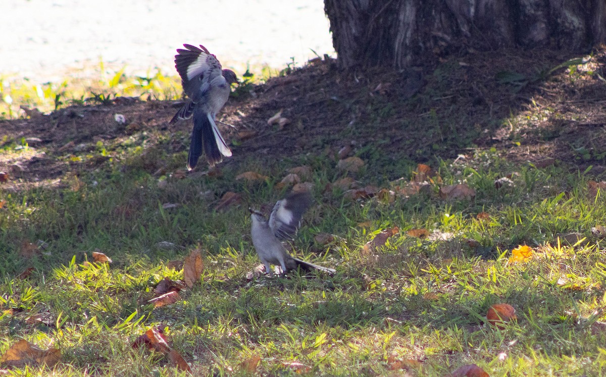 Northern Mockingbird - ML642342036