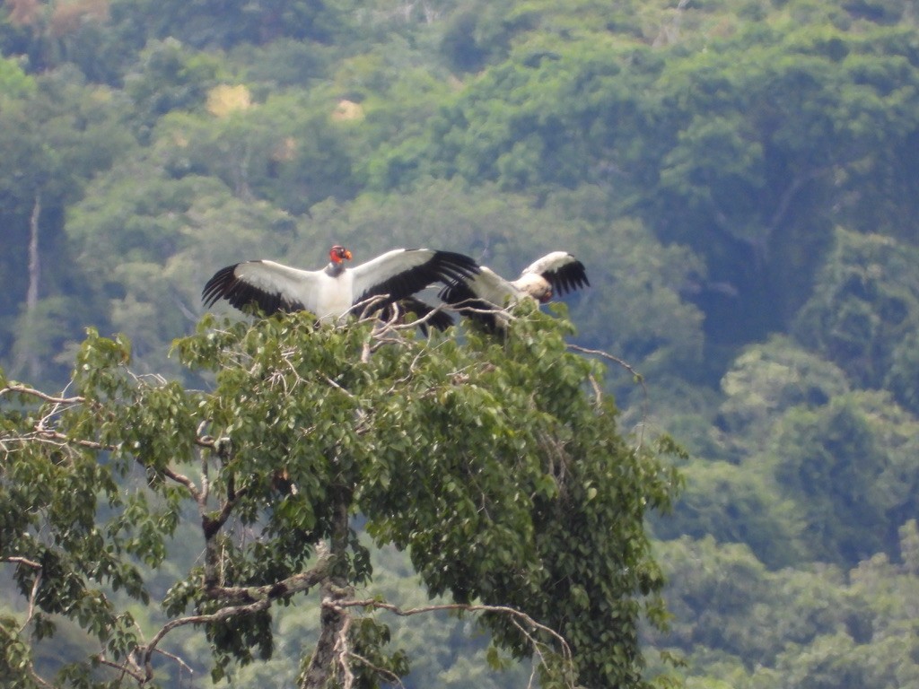 King Vulture - ML642342041