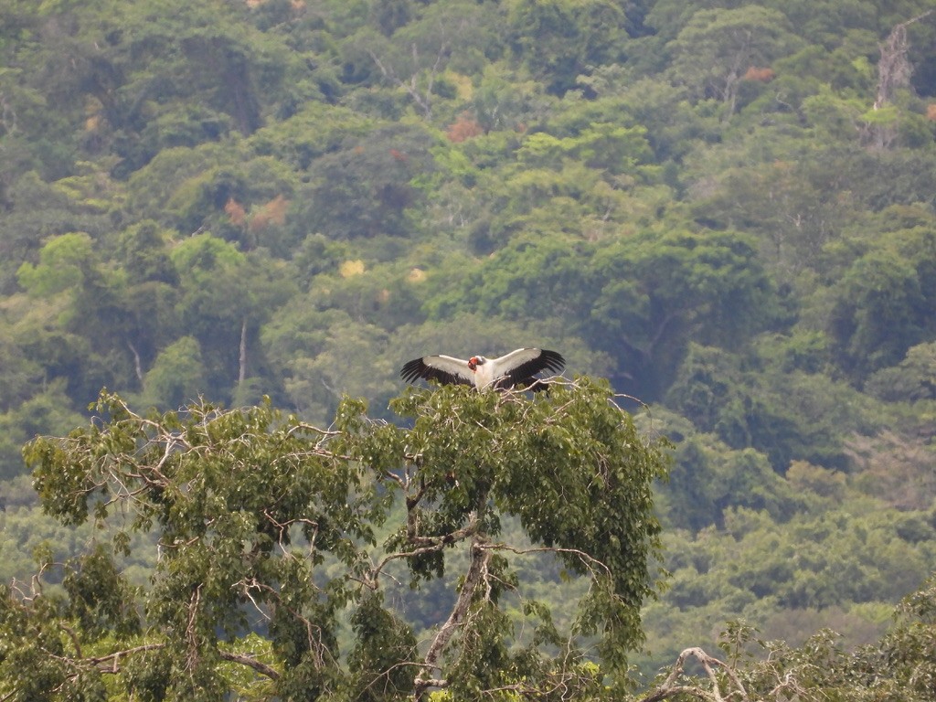 King Vulture - ML642342042