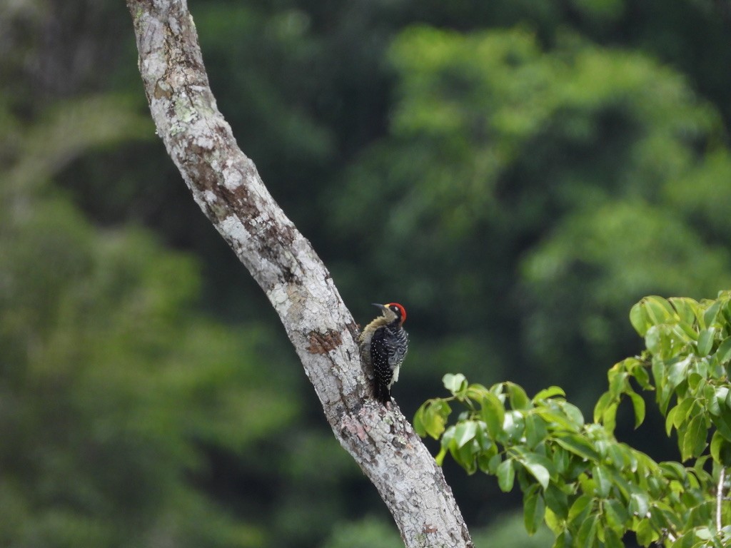 Black-cheeked Woodpecker - ML642342043