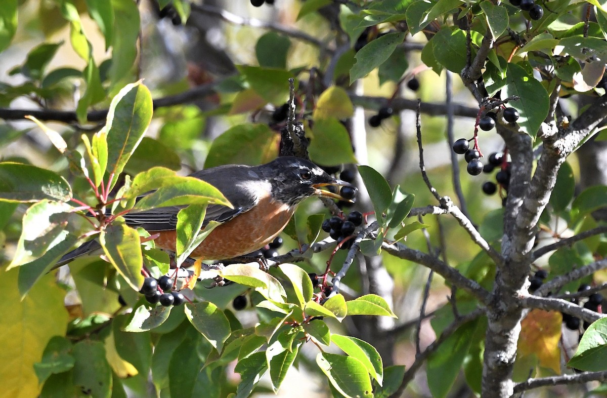 American Robin - ML642342049