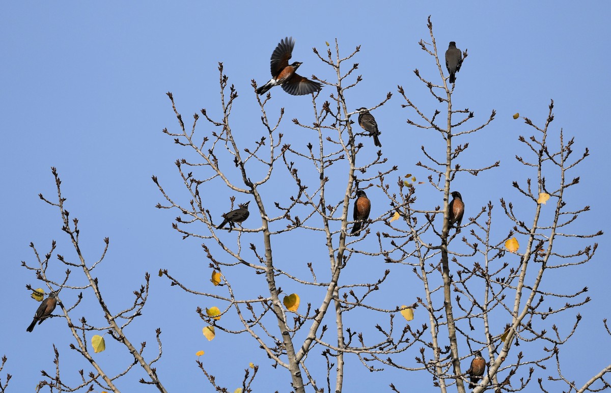 American Robin - ML642342050