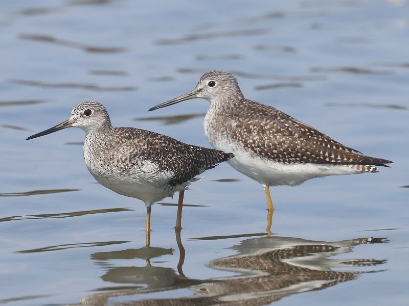 Greater Yellowlegs - ML642342056
