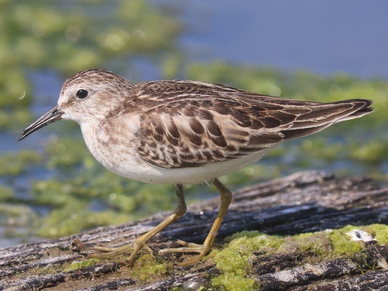 Least Sandpiper - ML642342057