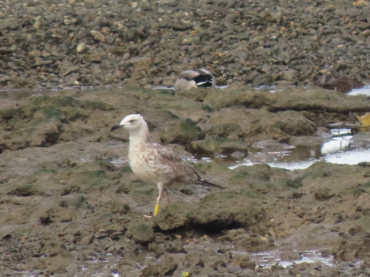 Caspian Gull - ML642342058