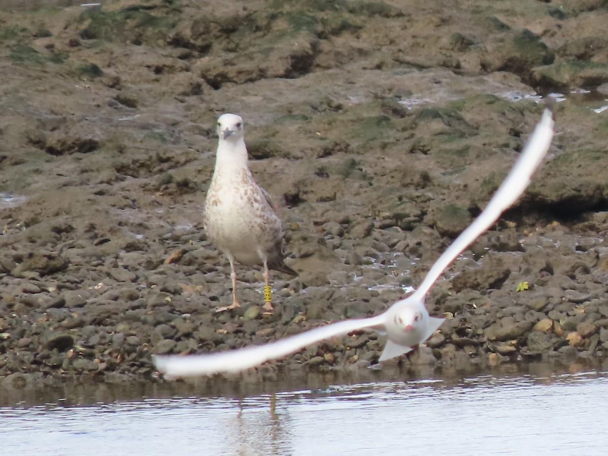 Caspian Gull - ML642342059