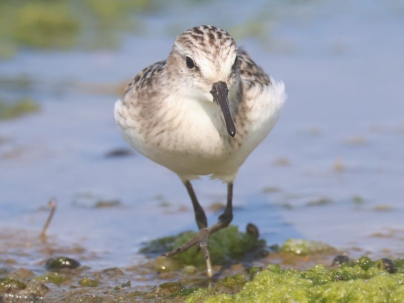 Semipalmated Sandpiper - ML642342072
