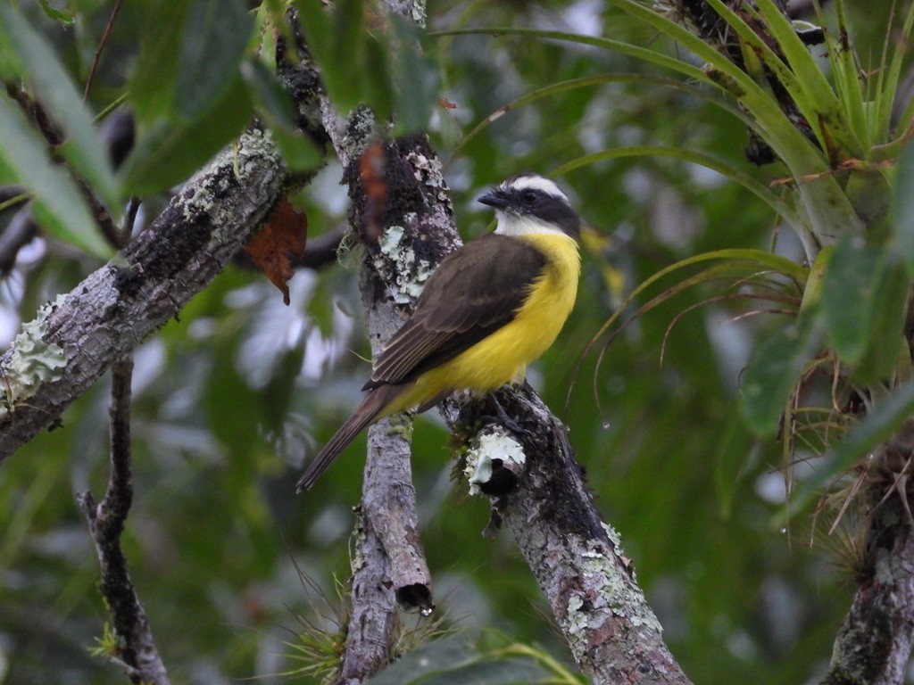 Social Flycatcher - ML642342077