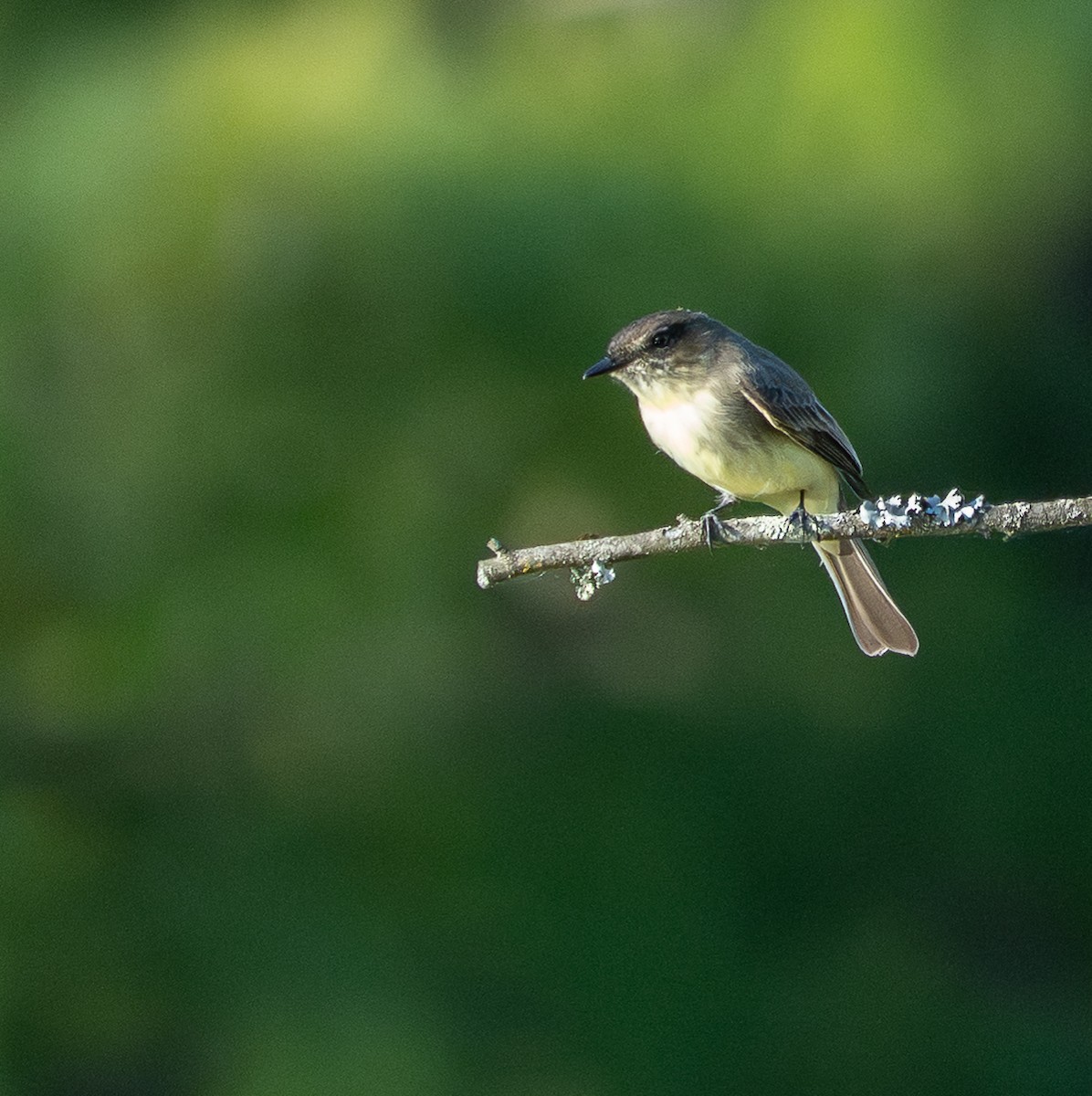 Eastern Phoebe - ML642342079