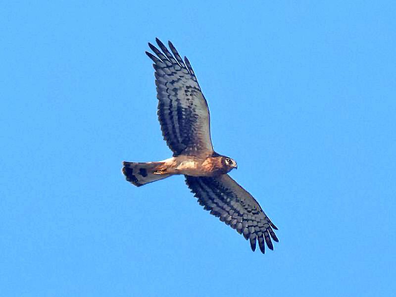 Northern Harrier - ML642342091