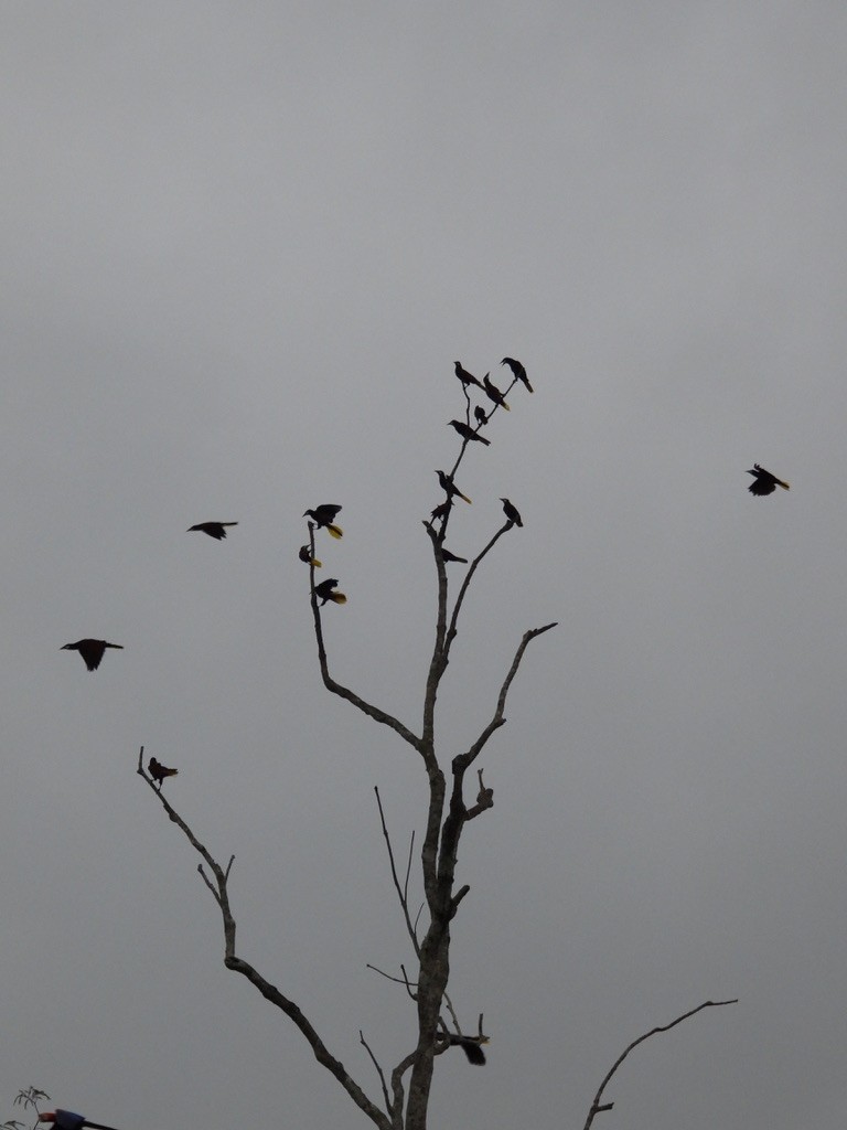 Montezuma Oropendola - ML642342097