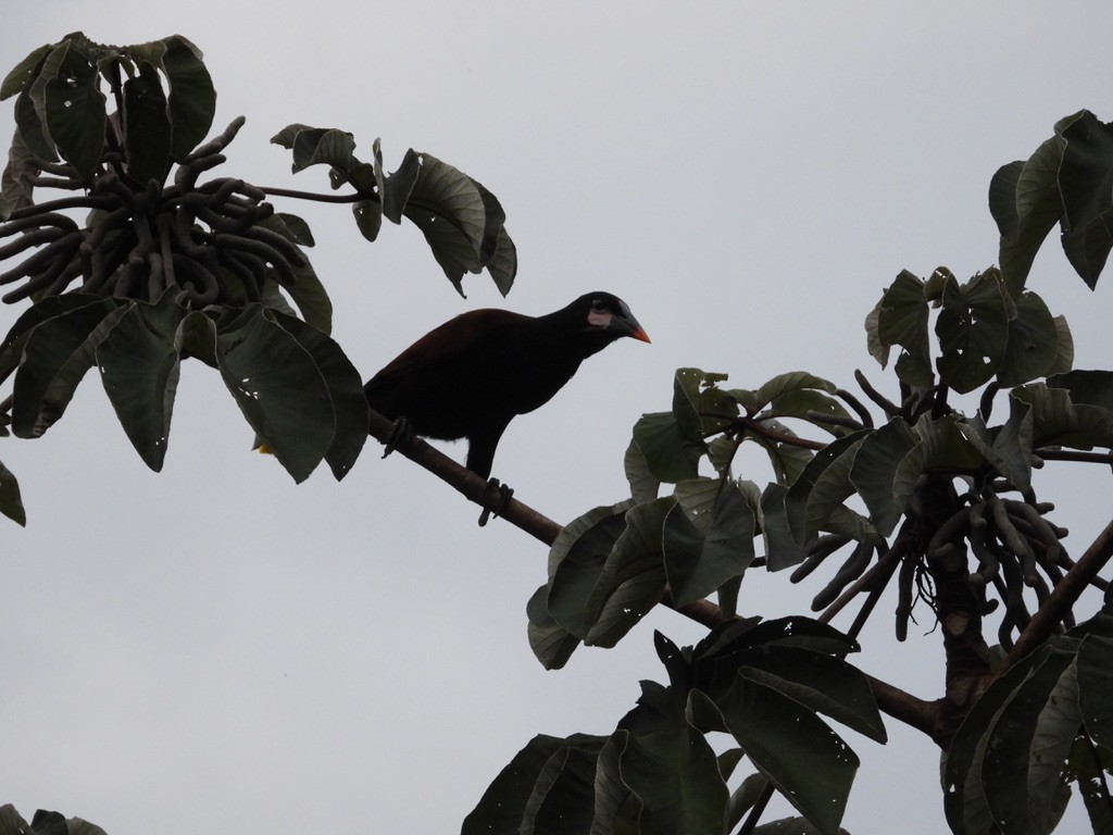 Montezuma Oropendola - ML642342098