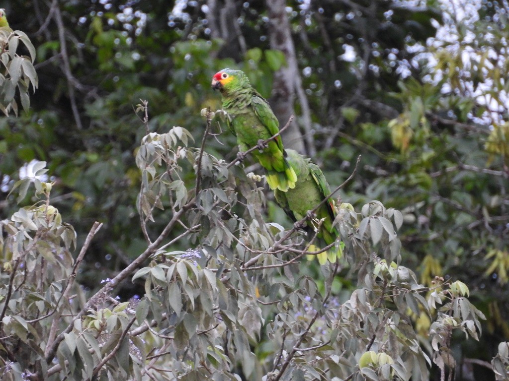 Red-lored Amazon - ML642342109