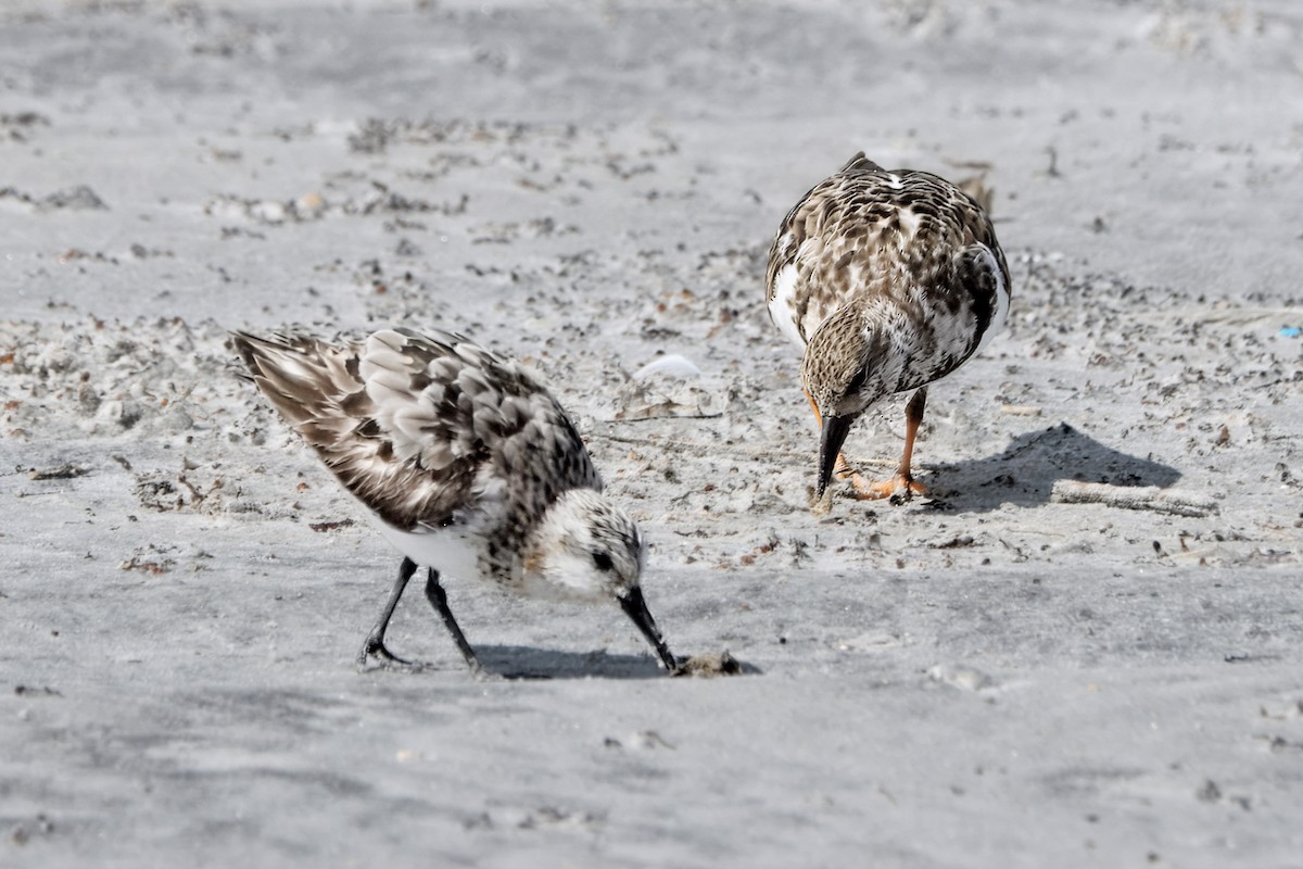 Sanderling - ML642342113