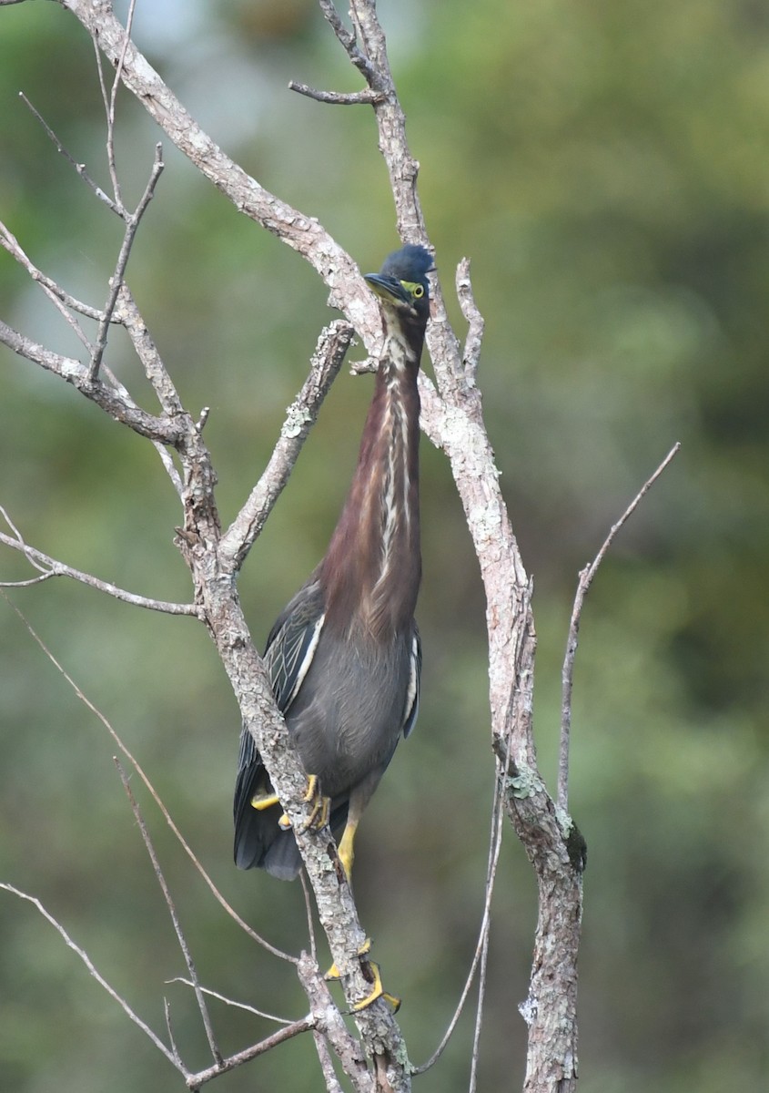 Green Heron - ML642342127