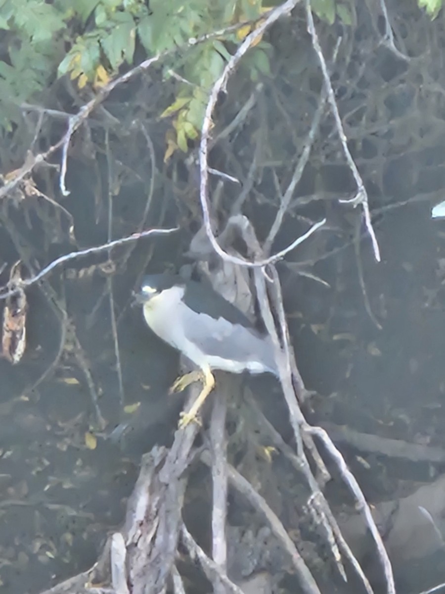 Black-crowned Night Heron - ML642342148