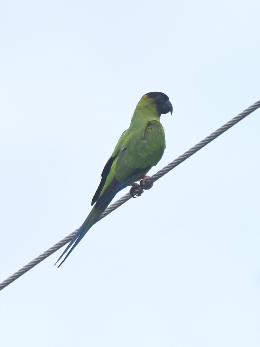 クロガミインコ - ML642342149