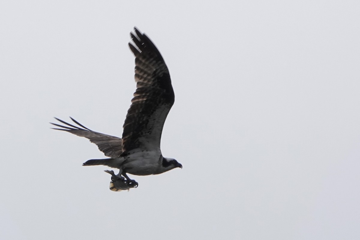 Osprey - ML642342151