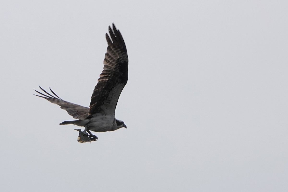 Osprey - ML642342152